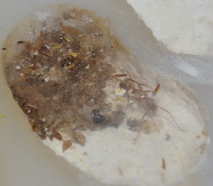 Ces fameux travaux archéologiques, [Blog] Camponotus festinatus