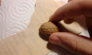 Mise à niveau de la coque de noix, [Tuto] Nid en coque de noix pour Temnothorax sp.