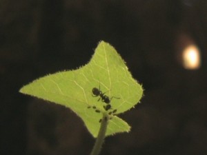 Elevage de pucerons made in Seednoir, bscap0000.jpg