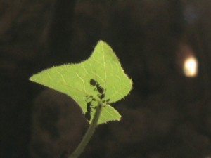 Elevage de pucerons made in Seednoir, bscap0001.jpg