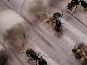 on voit bien les deux nouvelles ouvriéres ., [Blog] Les 10 colonies de Messor barbarus