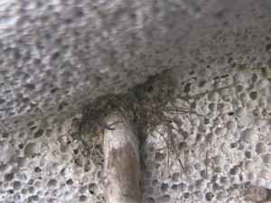 Elevage de pucerons made in Seednoir, bscap0002.jpg