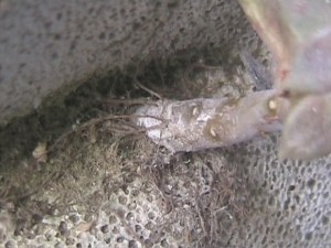 Elevage de pucerons made in Seednoir, bscap0003.jpg