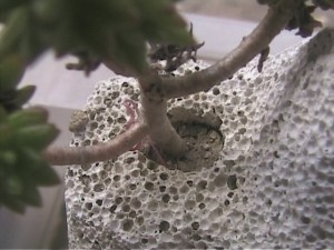 Elevage de pucerons made in Seednoir, bscap0001.jpg