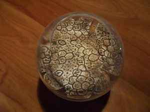 Les nouvelles conceptions de M. rubra, Photo 473.jpg