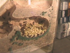 Nid de mes Lasius niger, bscap0004.jpg