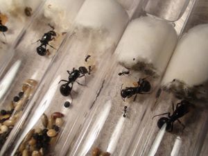 belle photo je trouve ., [Blog] Les 10 colonies de Messor barbarus