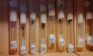 L'intérieur de ma boîte en bois. Il n'y a pas toutes mes fondations, seulement celles qui ont besoin de chauffage. Mes Myrmica rubra et ruginodis, Myrmecina graminicola et Solenopsis fugax sont dans un tiroir à une température de 21°C., Vos "laboratoires", vos installations d'élevage...