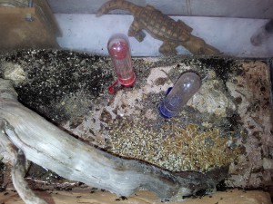 Mes colonies (funkyben), 20120123_135424.jpg