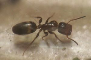 Camponotus truncatus, Fiche Colobopsis truncatus