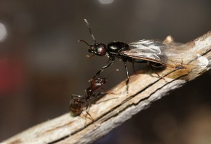 Mes colonies (funkyben), DSC05711.JPG