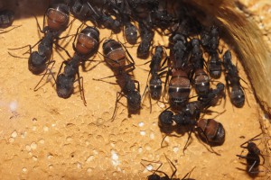 brochette de petits major, Les Camponotus de funkyben
