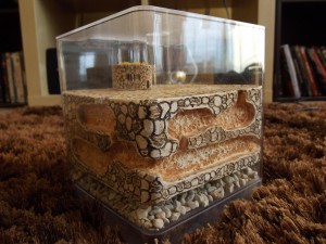 Les nouvelles conceptions de M. rubra, DSCF0540.jpg