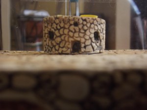 Les nouvelles conceptions de M. rubra, DSCF0544.jpg