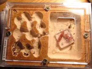 le nid vue de haut, [Blog] Pheidole en photos.