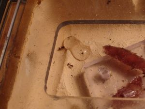 première ouvrière sur goutte d'eau, [Blog] Pheidole en photos.