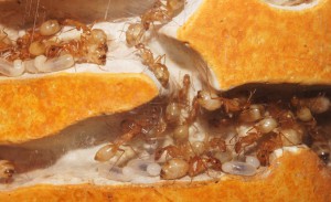[Blog] Camponotus africaines, sanctus et sp d'Afrique de l'est, DSC05821.JPG