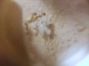 Mes colonies (Anto910), S5002303.JPG