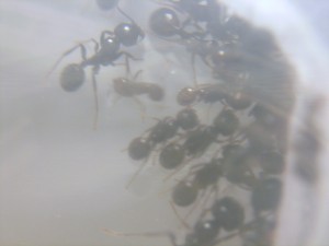Mes colonies (Anto910), S5002307.JPG