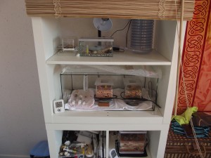 Les Crematogaster scutellaris de M. rubra, DSCF0648.jpg