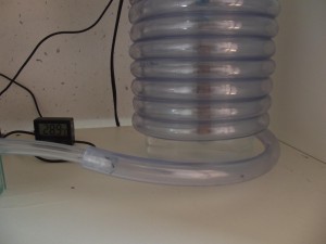 Les Crematogaster scutellaris de M. rubra, DSCF0649.jpg