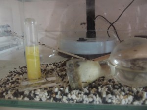 Les Crematogaster scutellaris de M. rubra, DSCF0650.jpg