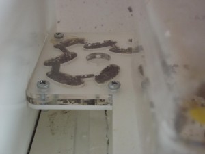 Les Crematogaster scutellaris de M. rubra, DSCF0651.jpg