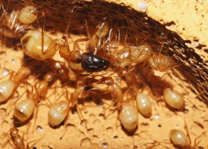 [Blog] Camponotus africaines, sanctus et sp d'Afrique de l'est, DSC06064.JPG