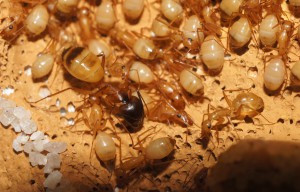 [Blog] Camponotus africaines, sanctus et sp d'Afrique de l'est, DSC06044.JPG