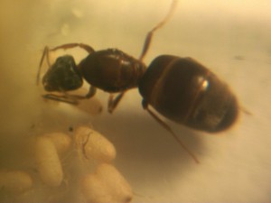 Mes colonies (Anto910), Lasius emarginatus.JPG