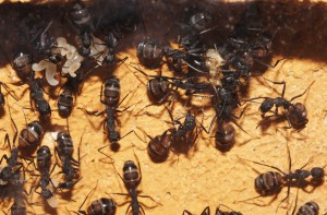 Les Camponotus de funkyben, DSC06229.JPG