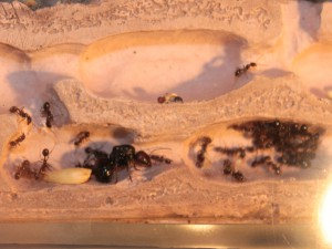 Les Messor de Morback, IMG_7708.JPG