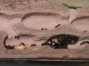 Les Messor de Morback, IMG_7711.JPG