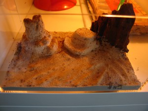 ADC désert, IMG_2535.JPG