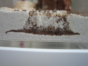 ADC désert, IMG_2541.JPG