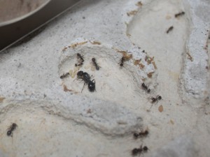 Messor structor, Les Messor de Morback