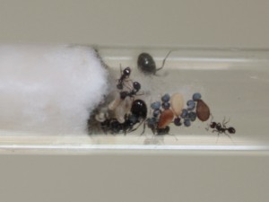 Messor aciculatus, Les Messor de Morback