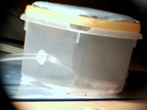 [Blog] Les Lasius niger d'Arthur (Thu-thur), ADC.jpg