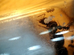[Blog] Les Lasius niger d'Arthur (Thu-thur), Une nymphe!.jpg