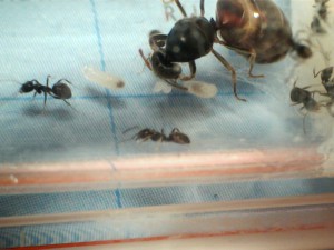 [Blog] Les Lasius niger d'Arthur (Thu-thur), 3 oeufs.jpg