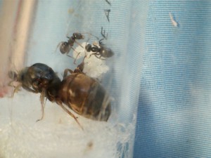 [Blog] Les Lasius niger d'Arthur (Thu-thur), Pépette et ses deux nymphes faites maison..jpg