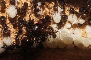 Mes colonies (funkyben), DSC06651.JPG