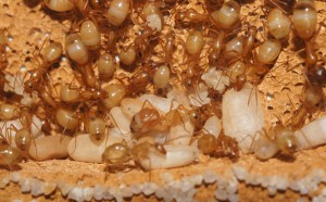 [Blog] Camponotus africaines, sanctus et sp d'Afrique de l'est, DSC06638.JPG