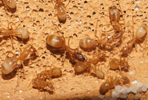 [Q/R] Camponotus africaines, sanctus et sp d'Afrique de l'est, DSC06696.JPG