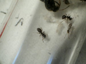 [Blog] Les Lasius niger d'Arthur (Thu-thur), N°8!!.jpg