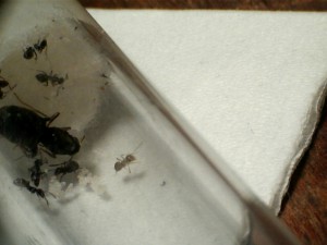 [Blog] Les Lasius niger d'Arthur (Thu-thur), 8°.jpg