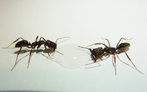 Espèce 1, Fourmis de Martinique