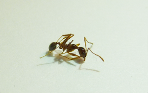 Espèce 3, Fourmis de Martinique