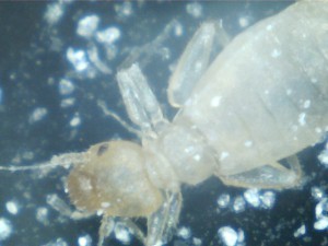 Mais qu'est-ce que c'est ? Psoques ?, 12032021054394059742.jpg