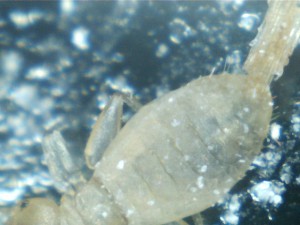 Mais qu'est-ce que c'est ? Psoques ?, 12032021055894075591.jpg